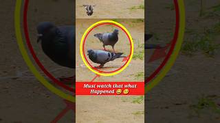 Pigeon trap | bird trap | birds hunting #shorts #youtubeshorts #ytshorts