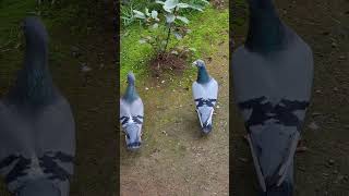 Racing Pigeons Pair #racingpigeon #pigeon #pair #race #youtubeshorts