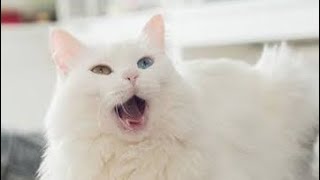 Billi Ki Awaaz Meow Meow | Cat Sounds Angry | Cats Meowing Video | बिल्ली की आवाज