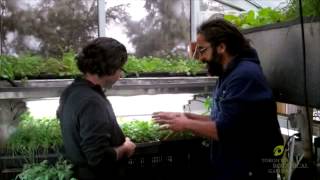 Edible Gardens Go Global : Basil