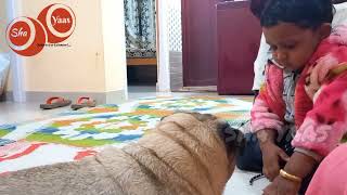 Pug Pet and Simu