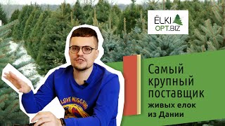 Бизнес на продаже елок. Elki-opt.biz - cамый крупный поставщик живых елок из Дании.