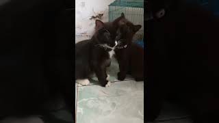 Kasih sayang kucing hitam