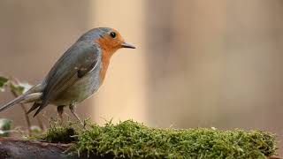 Robin Bird in forest   Free stock footage   Free HD Videos   no copyright