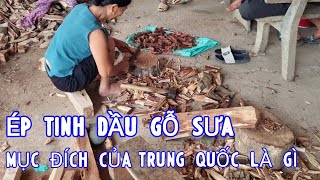 Mục Đích Ép Lấy Tinh Dầu Gỗ Sưa Của Việt Nam Để Trung Quốc Làm Gì - Gỗ Sưa Vụn Được Tận Dụng Ép Dầu