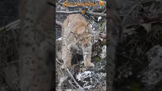 Swiss Lynx encounters #1 / Rencontres en Suisse avec le lynx #1