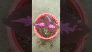 cutting results of coleus plant 🤩!! #youtubeshorts #coleus #shorts