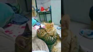 Cat Love #trending #shortsfeed #shortsvideo #cat #catlover #shorts #subscribe #shortvideo #short