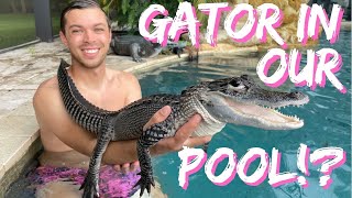 Jet Black ALLIGATOR Gets An Upgrage! | Melanistic Alligator | Primitive Predators