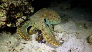 Reef Octopus at night