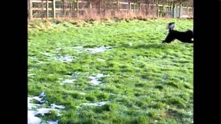 Border Collie demonstrating how much a normal life is possible after total hip replacement surgery