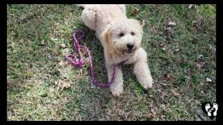 6 month old Goldendoodle puppy Benjamin basic and off leash obedience | Houston dog training