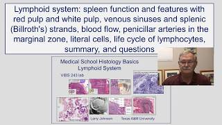 Lymphoidal System Spleen Function, Features, Venous Sinuses, Splenic Strands