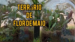 terrário para sementes e flor de maio