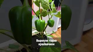 Вкусный Болгарский Перец В Горшке #shorts #огороддома #болгарскийперец #сладкийперец