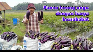 MANTAP‼️Panen terong ungu harga bersahabat