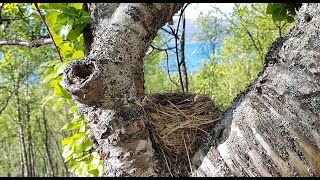 Nid de vertébré - Nester von Wirbeltieren - Vertebrate nest