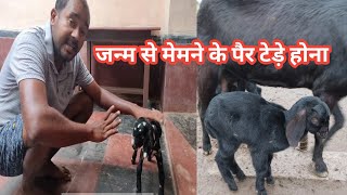 Janm Se Bakri Ke Bacche Ke Pair Tede |Kya Ilaj karen|Vimalumrao