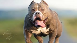 American Bully Pocket e Micro | Os mais bonitos