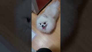 My cute little fur Pomeranian puppy Sho-Sho.