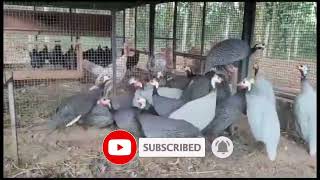 Guinea fowl chicks for sale 8103145060 one day or 1month chicks available Bhopal madhyapradesh