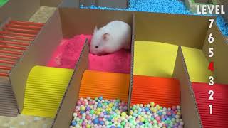 Hamster Minecraft Maze