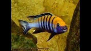 Big 7" inch Mbuna cichlid tank, 400 liter aquarium