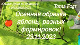 Дача в Германии.Осенняя обрезка   яблонь, разной формировки! 23.11.2023.