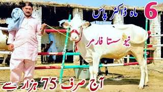 New Farmer| Top Class Australian Hiefers for Sale | Jersey heifers In Punjab | Shami Gondal