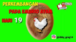 perkembangan||pada embrio||ayam 🐔