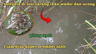 PANEN WADER DAN UCENG,SEKALI LEMPAR LANGSUNG DI SAMBAR !!