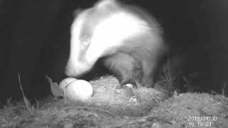 Badger camera trap