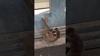 Sri Lankan Rare Slender loris Release to the forest