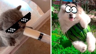 📌 Cute Cats And Dogs Compilation #1 | Best Coub Funny Animals Video 2020