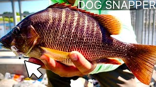 FISHING SPILLWAYS LOTS OF FISH | TINY LURE CATCHES EVERYTHING (SPILLWAY CHRONICLES) CHAPTER - 1