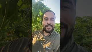 Como fazer o mamão florar #agro #mamao #agricultura #fruta