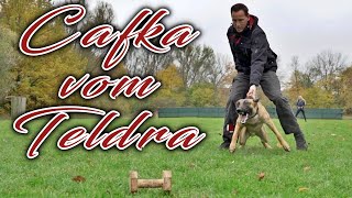 Patricia Pehrsson & Belgium Malinois Cafka vom Teldra IGP/IPO dog Training with helper Florian Knabl