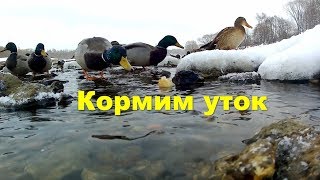 Гуляем с йорками и кормим уток