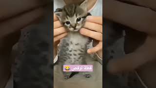 cat dance #cats #dance #cute #cute_cat #wow #animals #2023 #funny #dancevideo #اشتراك #لايك