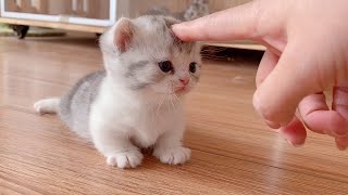 ПРИКОЛЫ С ЖИВОТНЫМИ ДО СЛЕЗ / Смешные КОТЫ 2022 / Приколы с КОТАМИ / Funny ANIMALS video #99