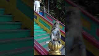 Meet the Mischievous Monkeys of Batu Caves Kuala Lumpur #shorts