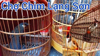 Chim Khướu, Chào Mào Mồi Tại Chợ Chim Lớn Hay Nhất Vịnh Bắc Bộ