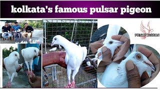 Kolkata's Famous  Pulsar pigeon breed || some Beautiful White Colour pigeon|| sabir Hossain Loft.