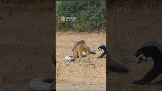 Honey badger fights Jackals to defend its meal! #animals #wildlife