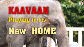 world's loneliest elephant Kaavaan enjoying his day in Cambodia Wildlife Sanctuary