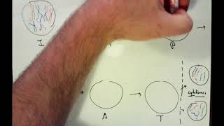 Mitosis and Meiosis Review Video