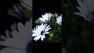 Daisy Flower Blooming Time Lapse #4k #timelapse #blooming #youtubeshorts