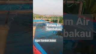 Kolam Air Kehidupan#shortvideo