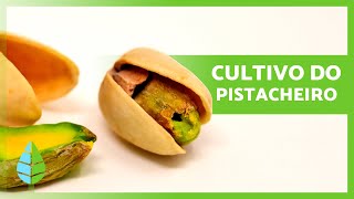 Como CULTIVAR PISTACHIOS 🌱 (Plantio, CULTIVO e Colheita)