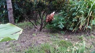 The girls in the garden, 28/8/19